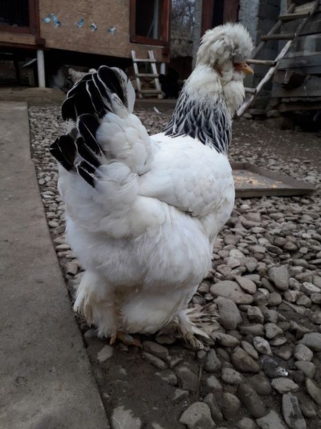  - Gaini motate si barboase 2019