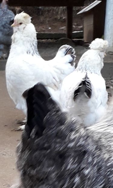  - Gaini motate si barboase 2019