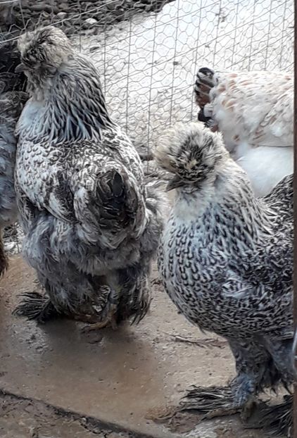  - Gaini motate si barboase 2019