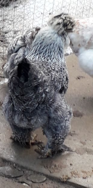  - Gaini motate si barboase 2019