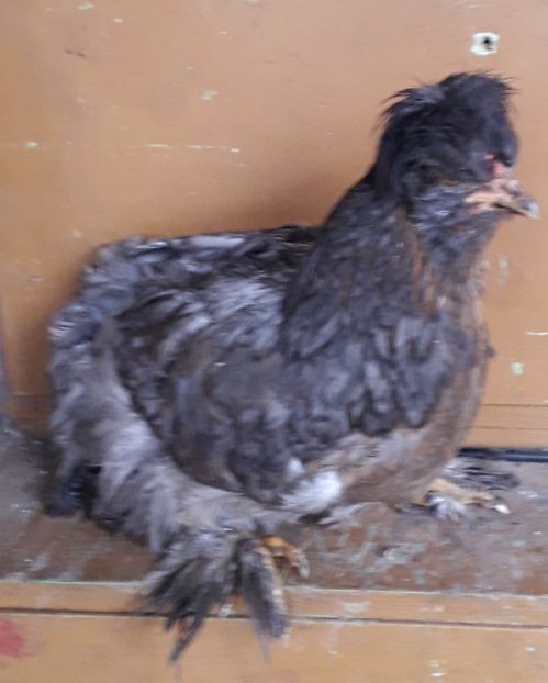  - Gaini motate si barboase 2019