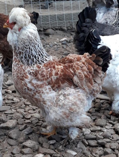  - Gaini motate si barboase 2019