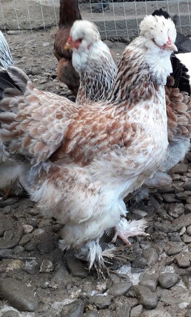  - Gaini motate si barboase 2019