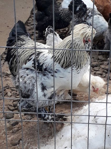  - Gaini motate si barboase 2019