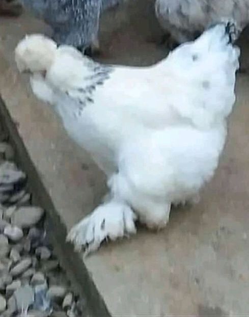 - Gaini motate si barboase 2019