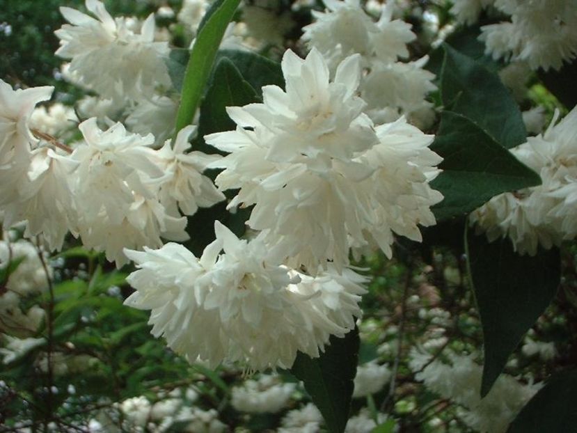 a89c07 - SCRABA DEUTZIA