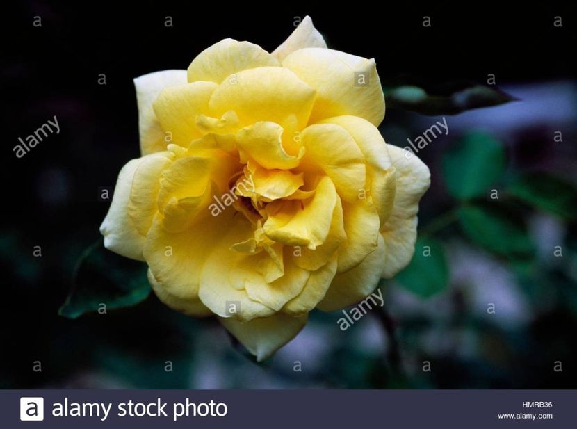 rose-rosa-buccaneer-rosaceae - BUCCANER TH