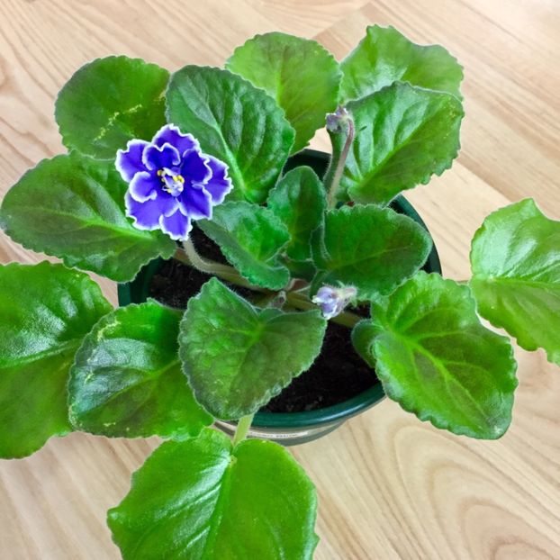 A330060B-C456-4453-9A6A-3DE1FE0D32BA - Caribbean Blue