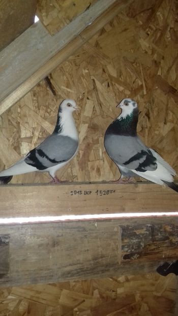 Perechea 12 - Matca 2019