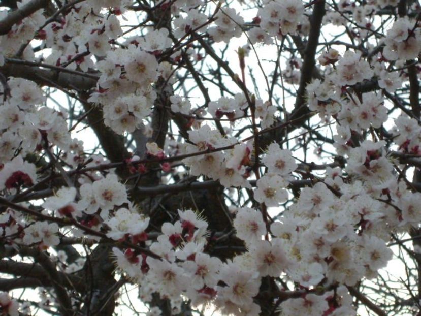 Echinocţiul de primăvară - Cais inflorit - Primavara 2019