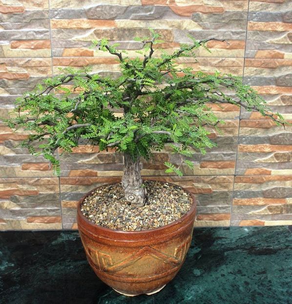Senna meridionalis - Whish list pentru viata urmatoare1