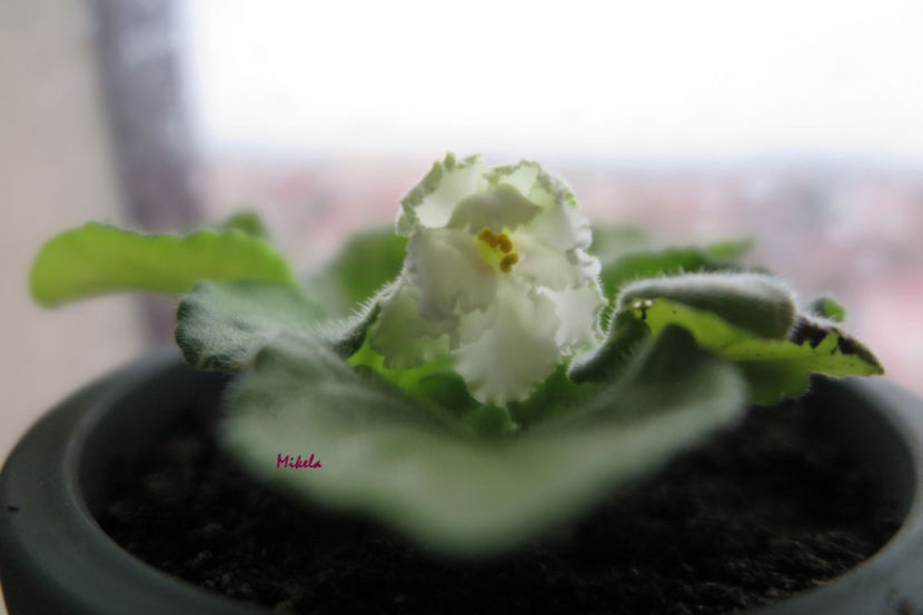  - RS-Diadema planta 1