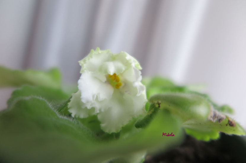  - RS-Diadema planta 1