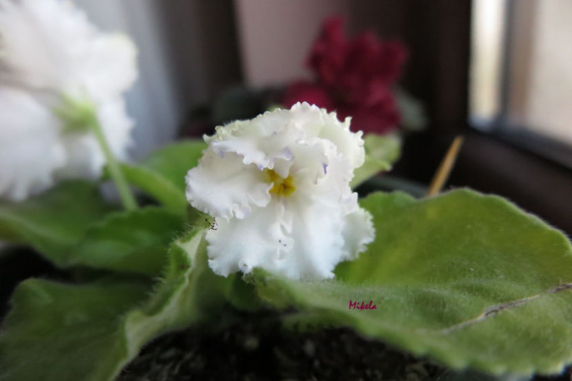  - RS-Diadema planta 1
