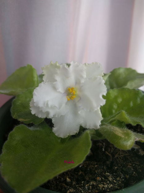  - RS-Diadema planta 1