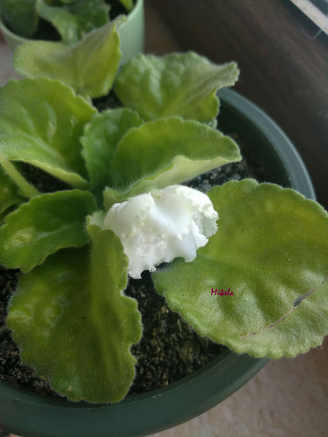  - RS-Diadema planta 1
