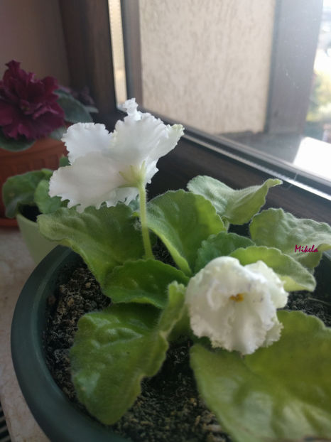  - RS-Diadema planta 1