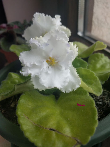  - RS-Diadema planta 1
