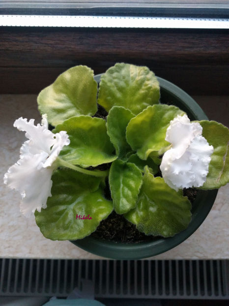  - RS-Diadema planta 1