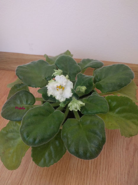  - RS-Diadema planta 1