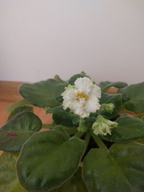  - RS-Diadema planta 1