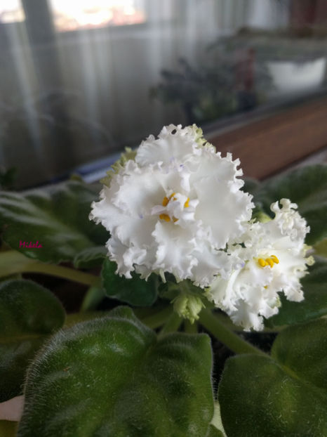  - RS-Diadema planta 1