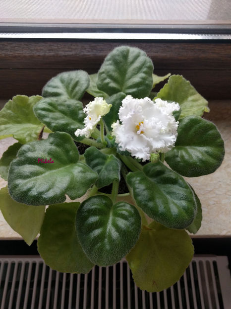  - RS-Diadema planta 1