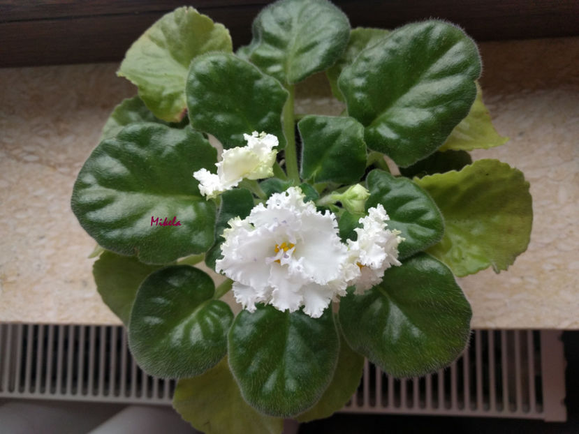  - RS-Diadema planta 1