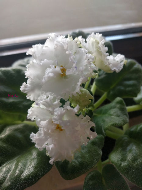  - RS-Diadema planta 1