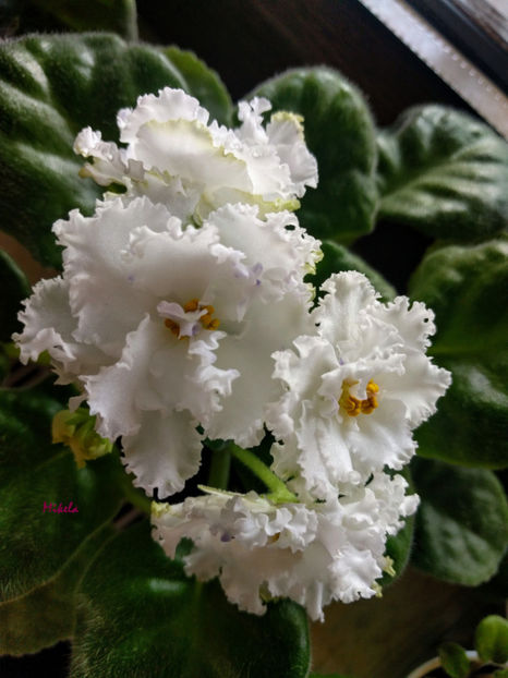  - RS-Diadema planta 1