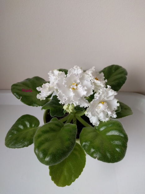  - RS-Diadema planta 1