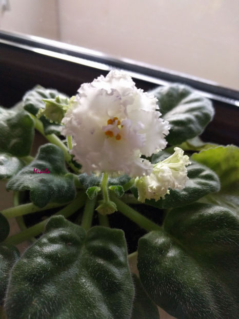  - RS-Diadema planta 1