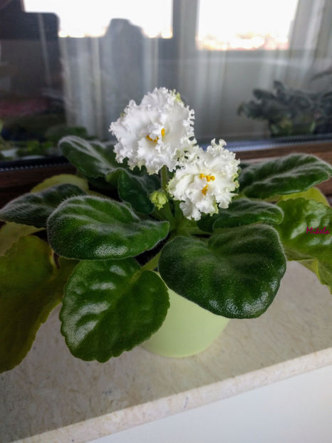  - RS-Diadema planta 1