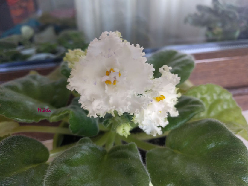  - RS-Diadema planta 1