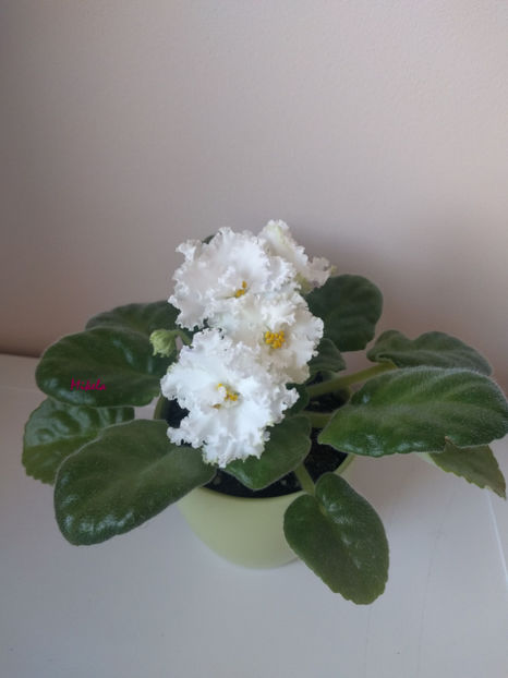  - RS-Diadema planta 1