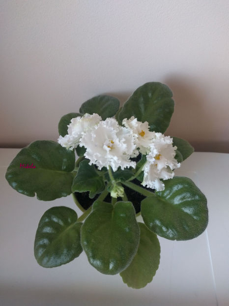  - RS-Diadema planta 1