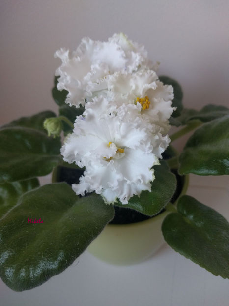  - RS-Diadema planta 1