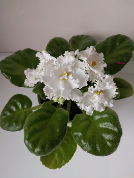  - RS-Diadema planta 1