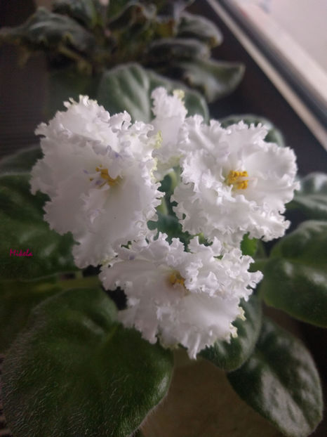  - RS-Diadema planta 1