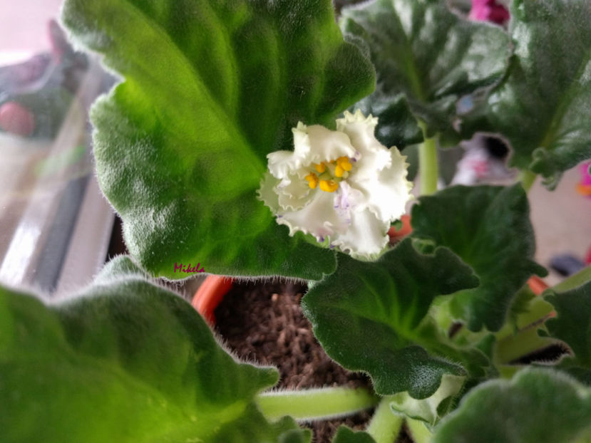  - RS-Diadema planta 2