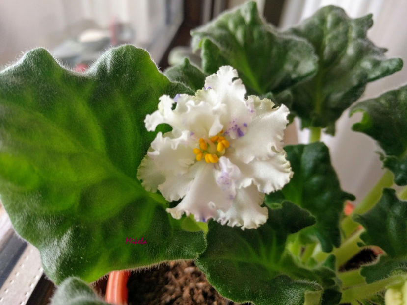  - RS-Diadema planta 2
