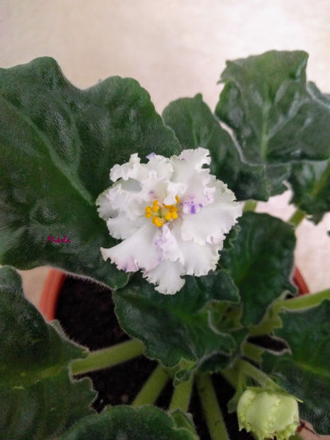  - RS-Diadema planta 2