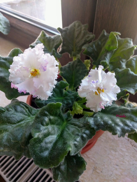  - RS-Diadema planta 2