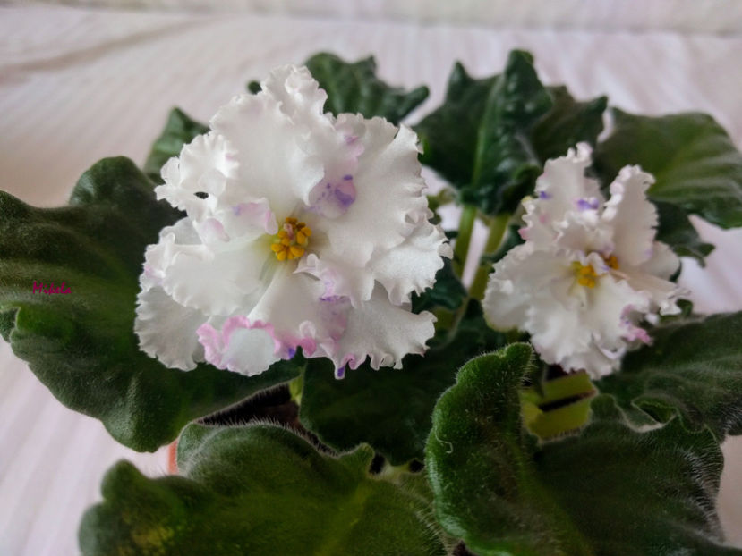  - RS-Diadema planta 2
