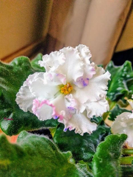  - RS-Diadema planta 2