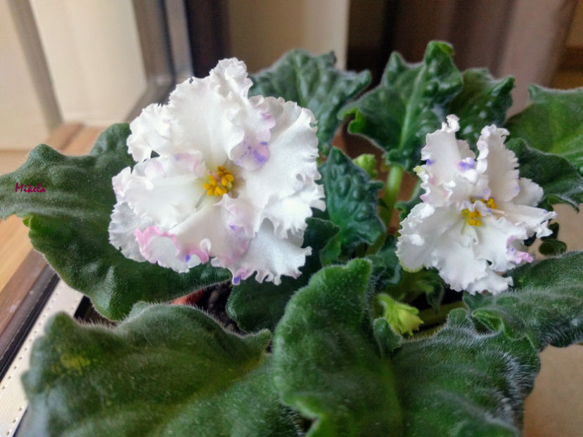  - RS-Diadema planta 2
