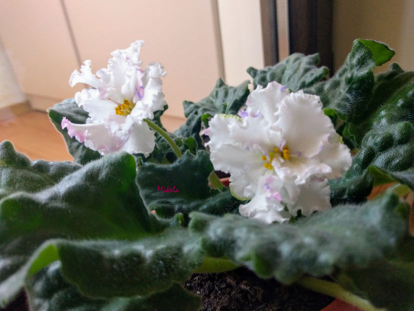  - RS-Diadema planta 2