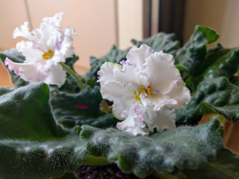  - RS-Diadema planta 2