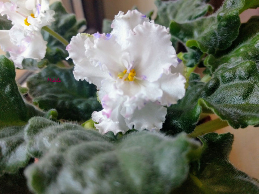  - RS-Diadema planta 2