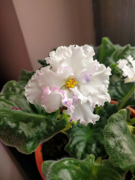  - RS-Diadema planta 2